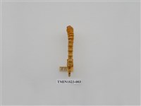 藏品(柑橘害蟲)的圖片